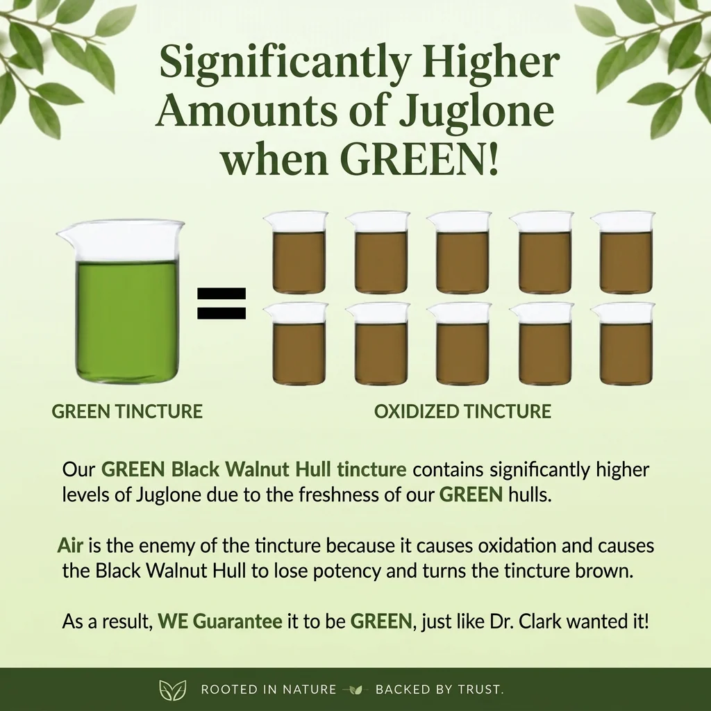 GREEN Black Walnut Hull Tincture (Extra Strength), 4 oz - Image 4